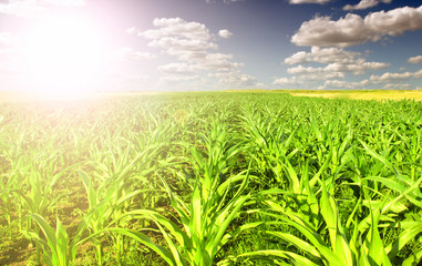 Canvas Print - green Corn Field