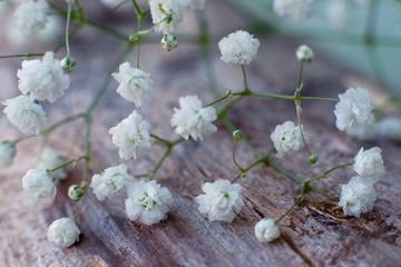 Gypsophila for decor. Macro. Gypsophila flowers on the stump for design and decoration. Small flowers for the design of bouquets.