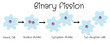 binary fission in amoeba