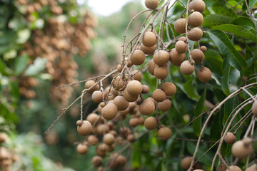 Sticker - Full longan tropical fruit on tree in harvest season at chiang mai thailand