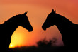 © kwadrat70 - Couple Horse silhouette at sunset light