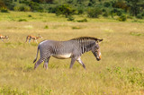 Fototapeta Sawanna - Isolated zebra walking in the savannah of Samburu Park