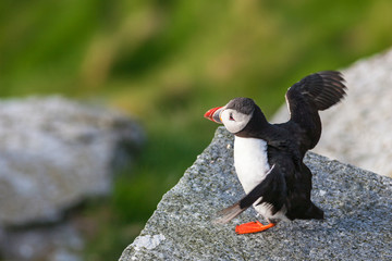 Wall Mural - Puffin on a rock