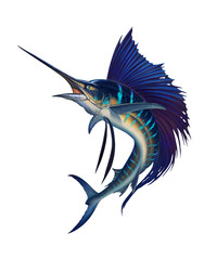 Sailfish fish on white. Striped big marlin. Sports fishing in the open sea.