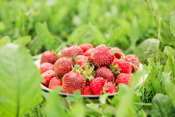 Fresh strawberry in bowl in the garden Green grass Outdoor Summer Copy space