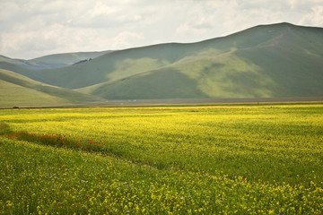 large field of yellow flowers