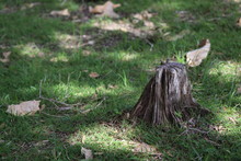 In The Forest On The Grass Is A Stump Around Which Are Leaves