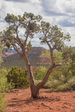 Fototapeta  - desert tree