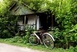 Fototapeta  - bicycle among trees