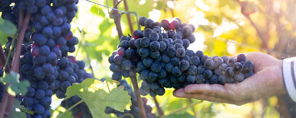 Farmer with his red grapes during autumn crop