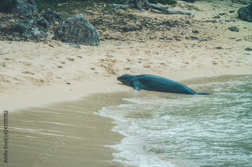 Fotografia Monk seal walk out of the water in Hawaii, US.