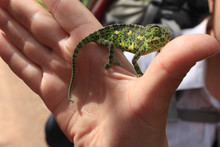 Green Chameleon Lurking On His Arm