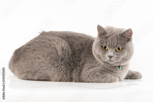 Young British Shorthair Cat Buy This Stock Photo And Explore