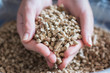 Natural wood pellet for heating in women`s hands, bio fuel