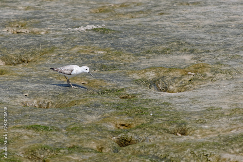 Bécasseau Sanderling Sur Une Plage De Cayenne à Marée Basse