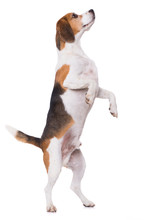 Adult Beagle Dog Standing On Hind Legs Isolated On White Background