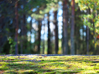 Pine forest. Beauty nature background