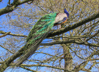 peacock on the tree