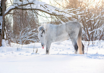 Wall Mural - graceful arabian horse posing in winter outdoors