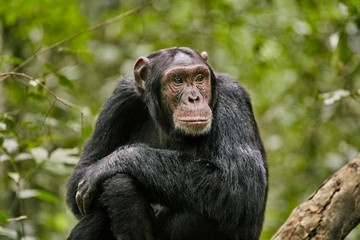 kibale chimps