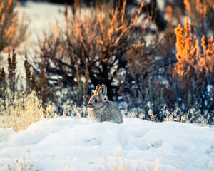 Cottontail rabbit in snow in idaho desert