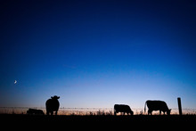 Silhouette Of Cows At Sunset