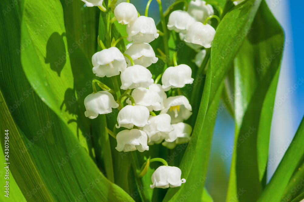 Medicinal plant Lily of the valley, white flowers with green leaves in ...