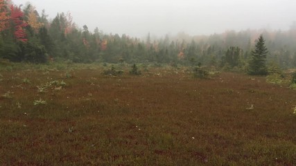 Poster - Plants of Cricenti Bog in central New Hampshire.