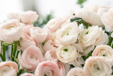 Persian buttercup in glass vases. Bunch pale pink ranunculus flowers light background. Wallpaper. Winter season flowers