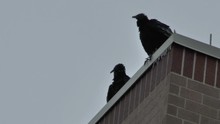 Black Vultures Try To Shake Off The Cold Air