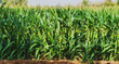 corn growing in plantation