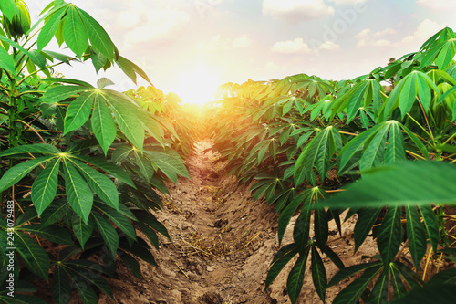 Fotomural  cassava tree in farm and sunset