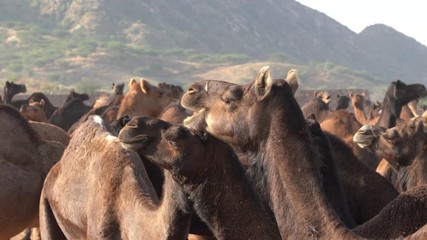 Wall Mural - Large herd of camels in desert Thar during the annual Pushkar Camel Fair near holy city Pushkar, Rajasthan, India. This fair is largest camel trading fair in the world