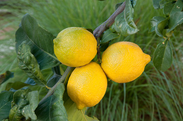 Wall Mural - Organic Lemon tree