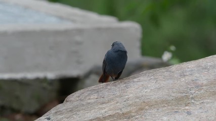 Poster - Plumbeous redstart, Rhyacornis fuliginosa, Single male on rock, Taiwan, January 2019