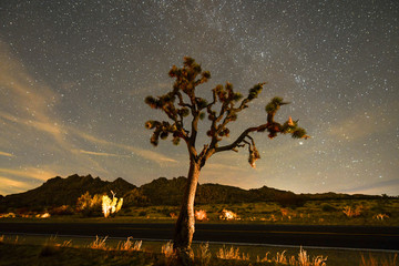 Canvas Print - Joshua Tree National Park