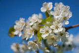 Fototapeta Kwiaty - Closeup of white blooming apple on a sunny day with blue sky