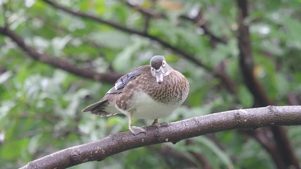 Canvas Print - Wood duck, Aix sponsa, Single female on branch, Taiwan, January 2019