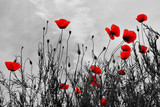 Fototapeta Panele - red poppies in the field