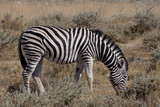 Fototapeta Sawanna - シマウマ（ナミビア・エトーシャ国立公園）