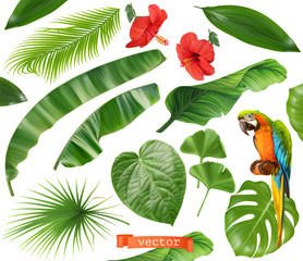 Wall Mural - botany. set of leaves and flowers. tropical plants. 3d realistic vector icons