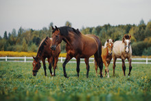 Horses In The Herd