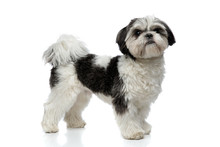 Side View Of Cute And Small Shih Tzu Standing