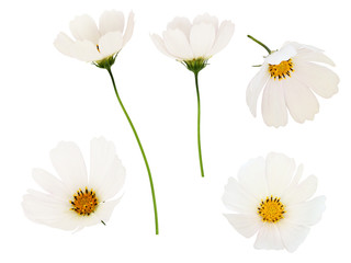 Wall Mural - set of white cosmos flowers