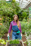 Fototapeta Lawenda - pleasant girl pulling a barrow in the greenhouse. summer work. workplace.close up photo.