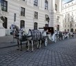 Pferde in einer Gasse in Wien