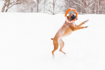 Wall Mural - Brown pedigreed dog playing with orange circle toy on the snow field. Boxer. Jumping dog