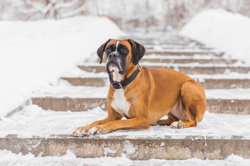 Wall Mural - Brown pedigreed dog lying on the snowy road. Boxer. Beautiful hunter dog