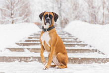 Brown Pedigreed Dog Sitting On The Snowy Road. Boxer