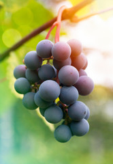 bunch of wine grapes ready to be harvested